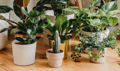 Groen in je interieur:Advies van A tot Z
